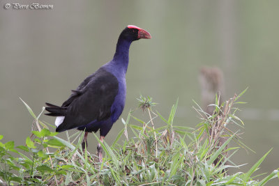 Talve sultane (Purple Swamphen)