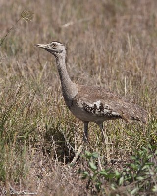 Outarde d'Australie (Australian Bustard)