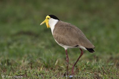 Vanneau soldat (Masked Lapwing)