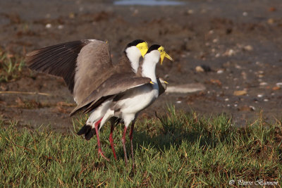 Vanneau soldat (Masked Lapwing)