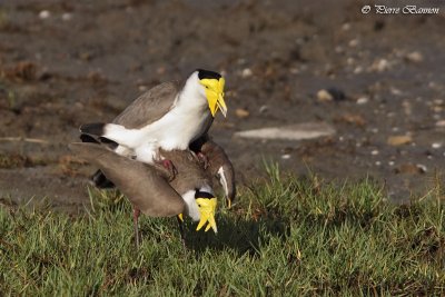 Vanneau soldat (Masked Lapwing)