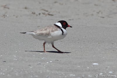 Pluvier  camail (Hooded Plover)