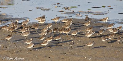 Limicoles (Shorebirds)