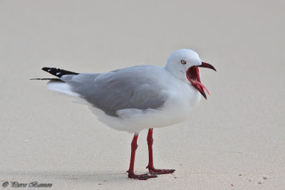 Mouette argent (Silver Gull)