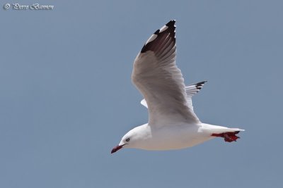 Mouette argent (Silver Gull)