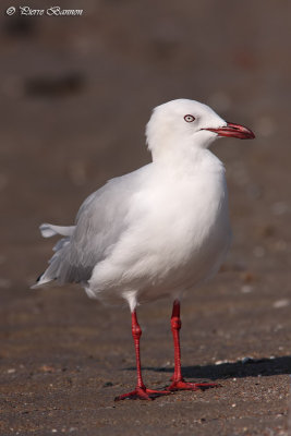 Mouette argent (Silver Gull)