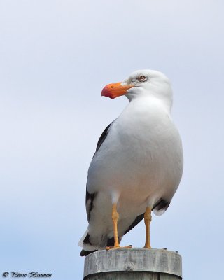 Goland austral (Pacific Gull)