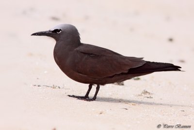 Noddi brun (Brown Noddy)