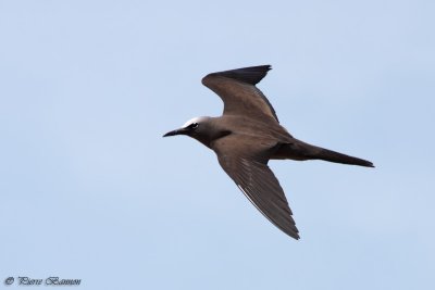 Noddi brun (Brown Noddy)