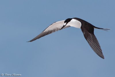 Sterne fuligineuse (Sooty Tern)