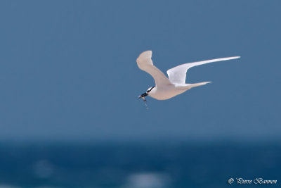 Sterne diamant (Black-naped Tern)