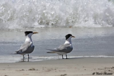 Sterne hupp (Great Crested Tern)