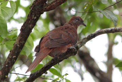 Phasianelle d'Amboine (Brown Cuckoo-Dove)