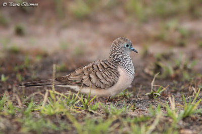 Goplie placide (Peaceful Dove)