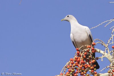 Carpophage blanc (Torresian Imperial-Pigeon)