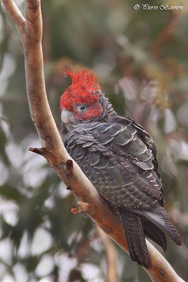 Cacatos  tte rouge (Gang-gang Cockatoo)