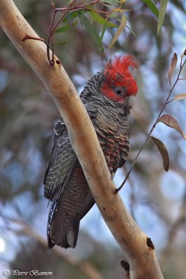 Cacatos  tte rouge (Gang-gang Cockatoo)