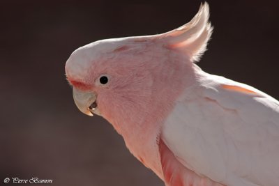 Cacatos de Leadbeater (Pink Cockatoo)