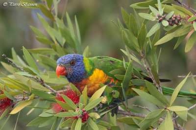 Loriquet  tte bleue (Rainbow Lorikeet)