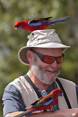 Perruche de Pennant (Crimson Rosella)