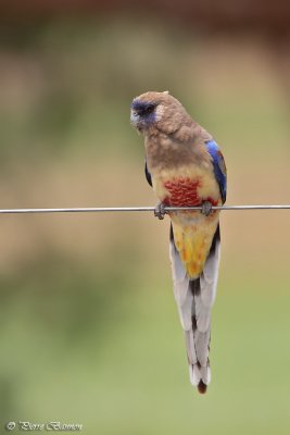 Perruche  bonnet bleu (Blue Bonnet)