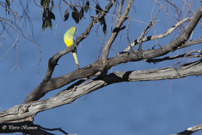 Perruche  bouche d 'or (Blue-winged Parrot)