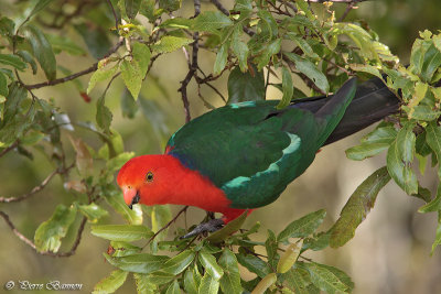 Perruche royale (Australian King-Parrot)