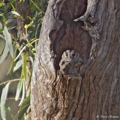 gothle d'Australie (Australian Owlet-nightjar)