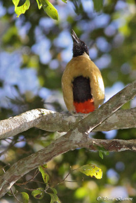 Brve versicolore (Noisy Pitta)