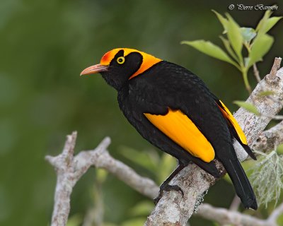 Jardinier prince-legant (Regent Bowerbird)