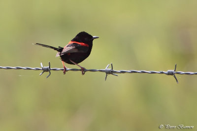 Mrion  dos rouge (Red-backed Fairy-wren)