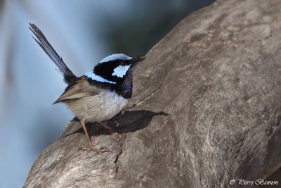 Mrion superbe (Superb Fairy-wren)