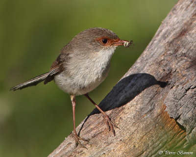 Mrion superbe (Superb Fairy-wren)