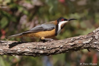 Mliphage  bec grle (Eastern Spinebill)