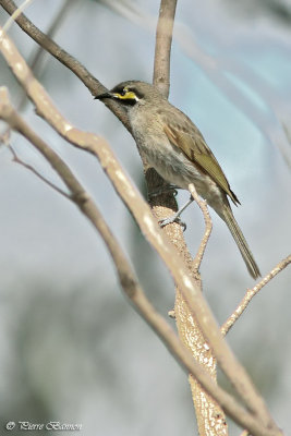 Mliphage  joues d'or (Yellow-faced Honeyeater)
