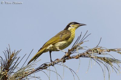 Mliphage versicolore (Varied Honeyeater)