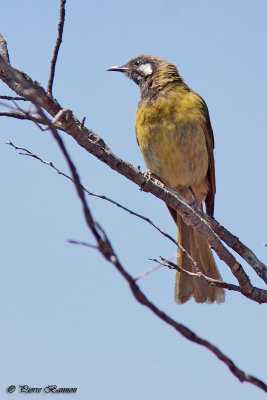 Mliphage leucotique (White-eared Honeyeater)