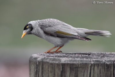 Mliphage bruyant (Noisy Miner)