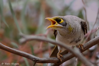 Mliphage  cou jaune (Yellow-throated Miner)