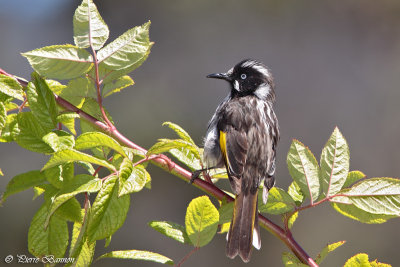 Méliphage de Nouvelle-Hollande (New-Holland Honeyeater)