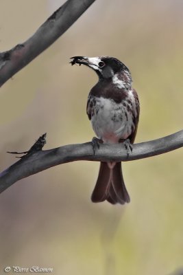 Mliphage  front blanc (White-fronted Honeyeater)