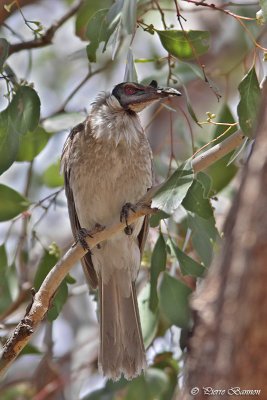 Polochion criard (Noisy Friarbird)