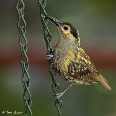 Mliphage de Macleay (Macleays Honeyeater)