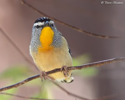 Pardalotte pointill (Spotted Pardalote)