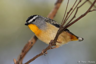 Pardalotte pointill (Spotted Pardalote)