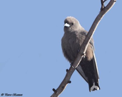 Langrayen sordide (Dusky Woodswallow)