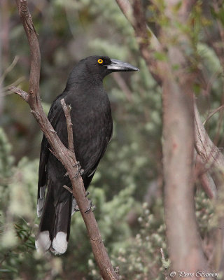 Rveilleur noir (Black Currawong)