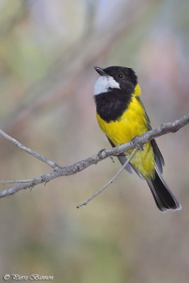 Siffleur dor (Golden Whistler)