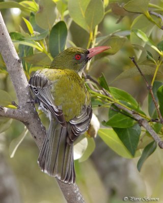 Loriot sagittal (Olive-backed Oriole)