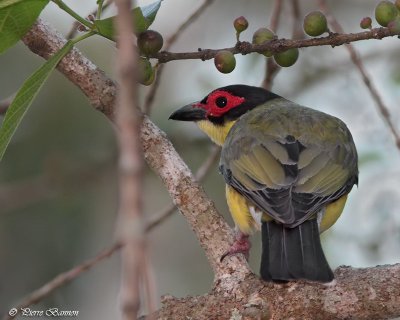 Sphcothre de Vieillot (Australasian Figbird)